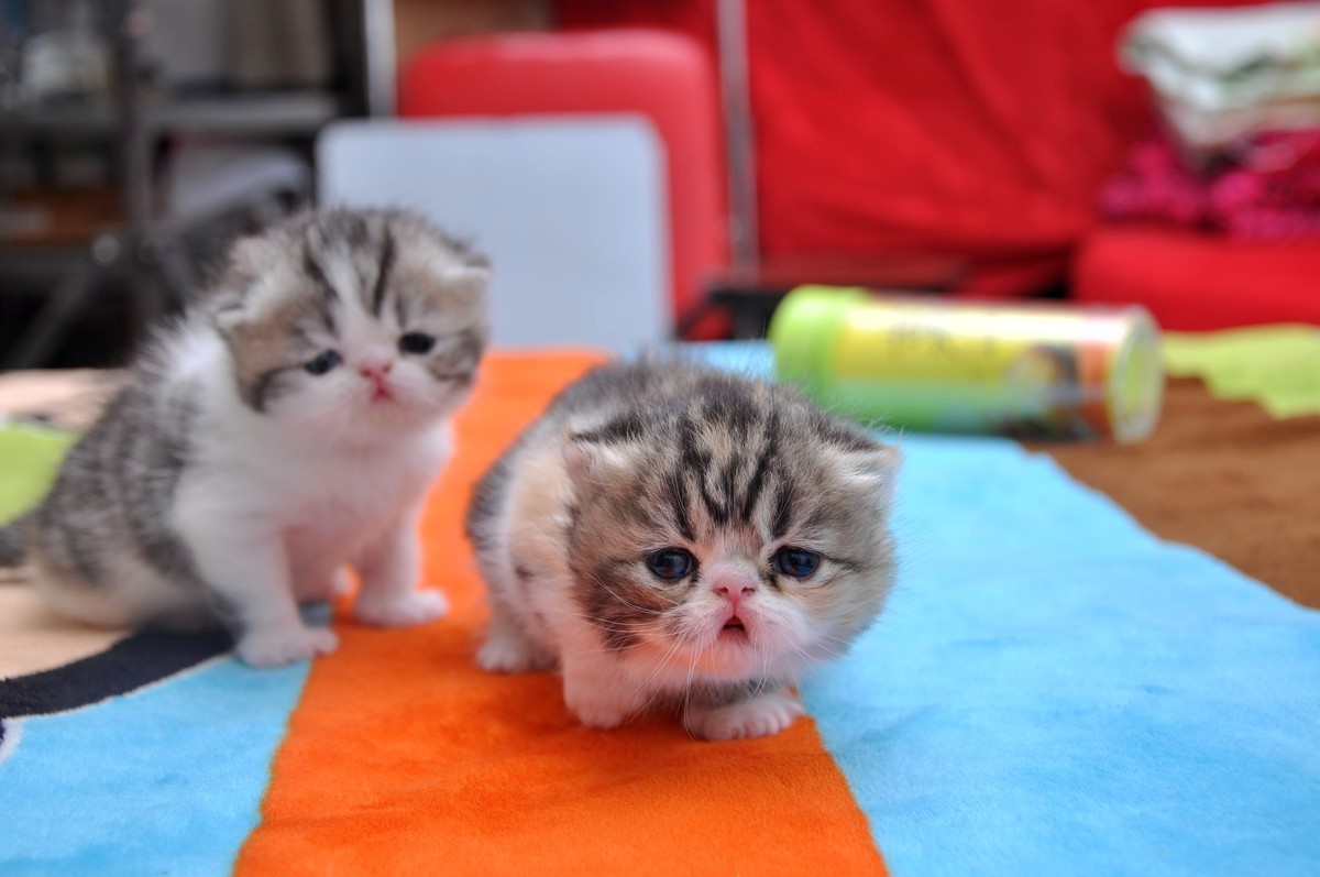 我家新成员“帅哥加美女”不是咖啡是加菲