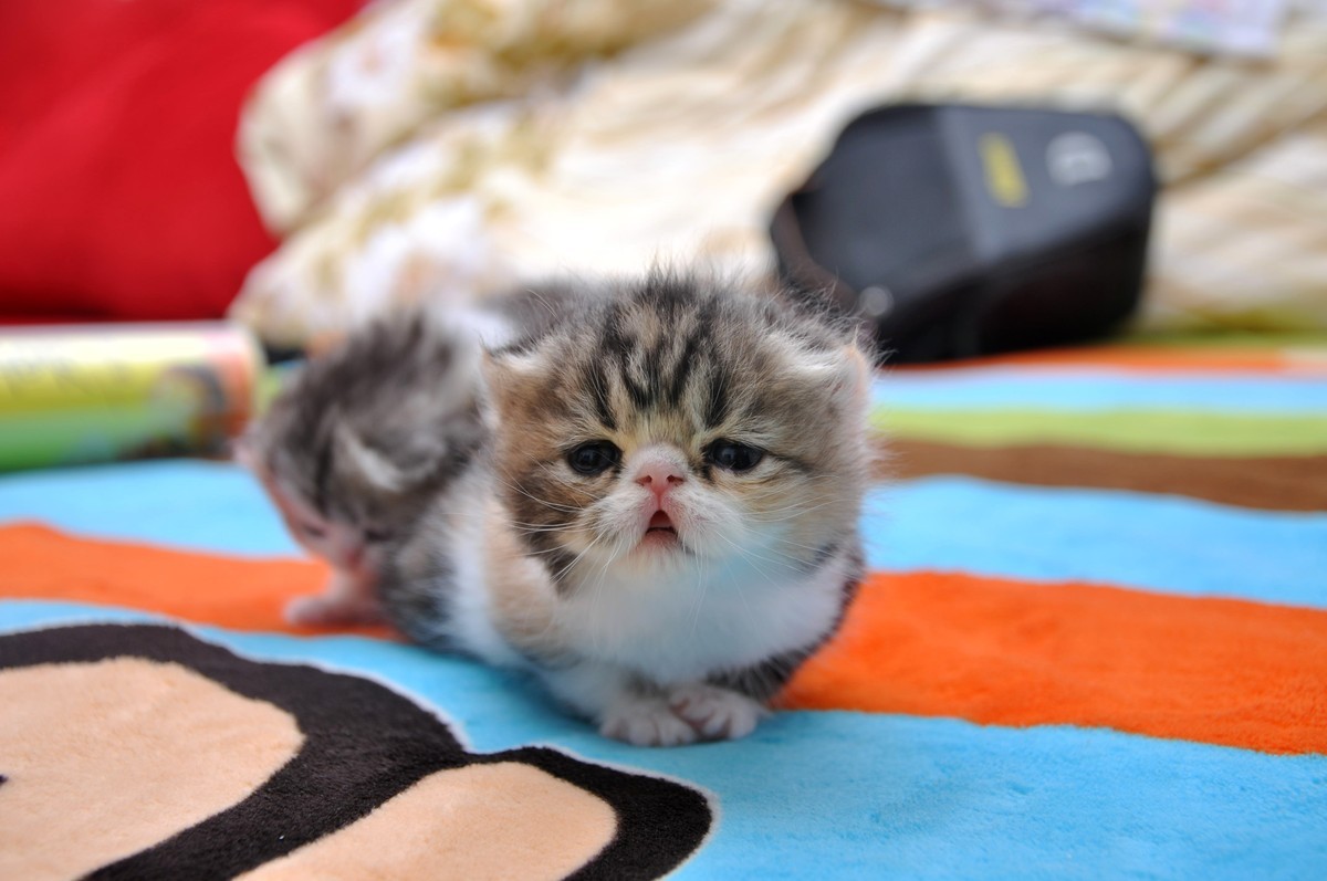 我家新成员“帅哥加美女”不是咖啡是加菲