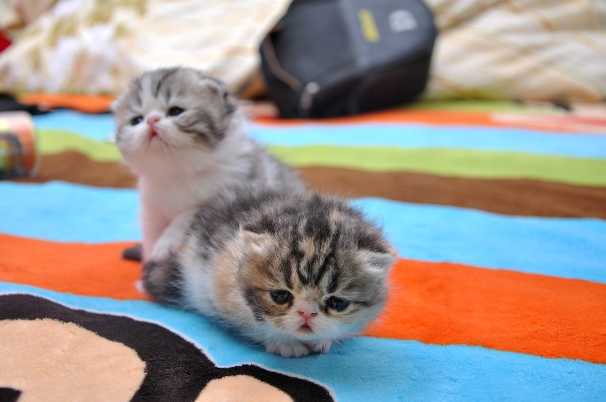 我家新成员“帅哥加美女”不是咖啡是加菲