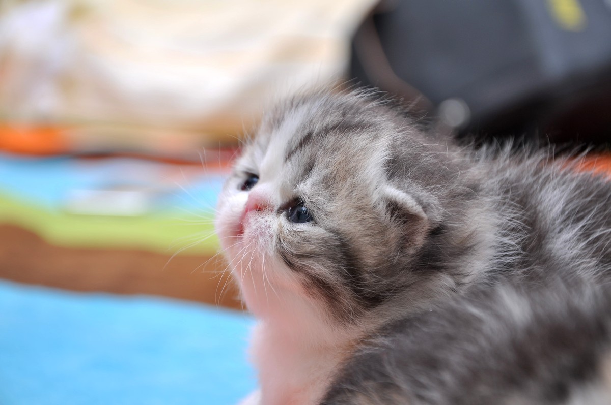 我家新成员“帅哥加美女”不是咖啡是加菲