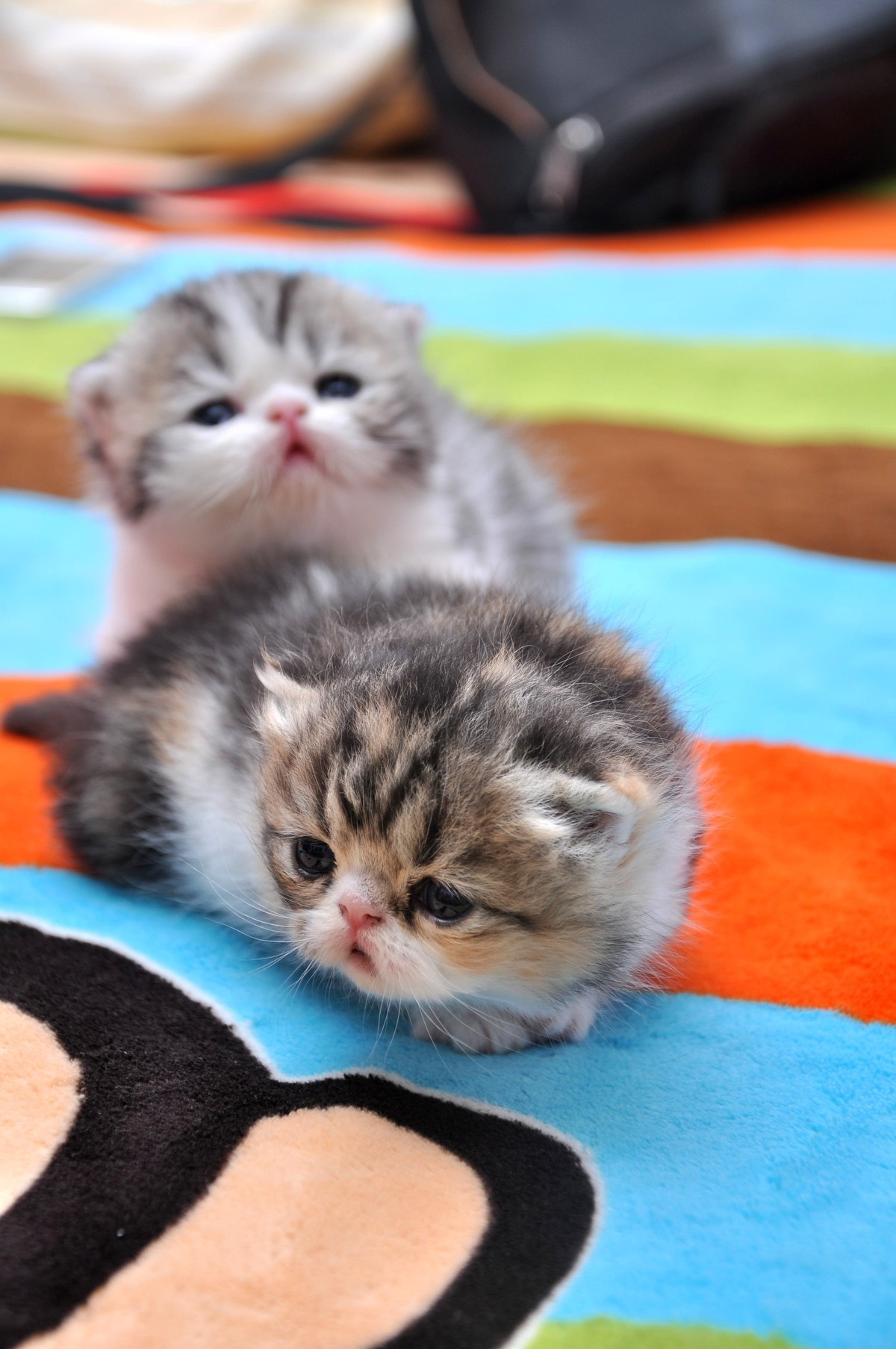 我家新成员“帅哥加美女”不是咖啡是加菲