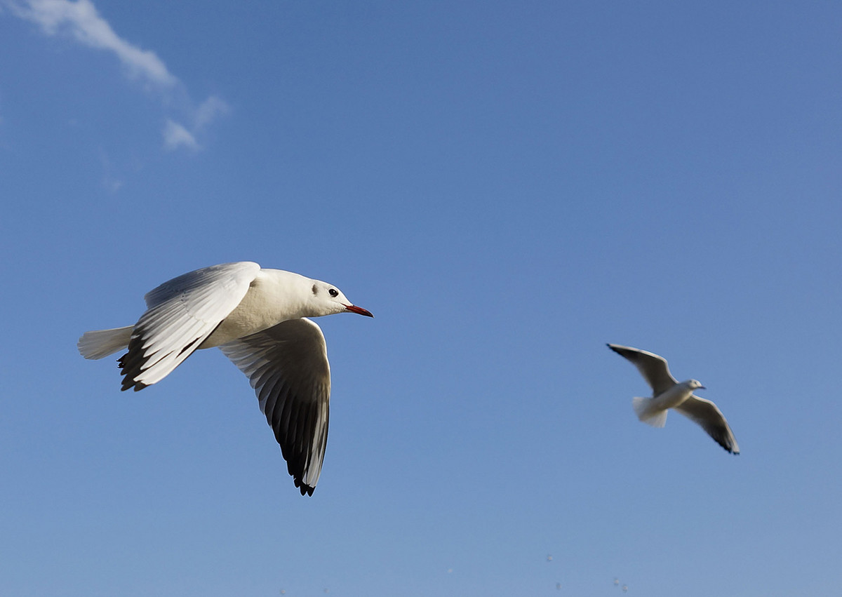 今年第一次去拍海鸥