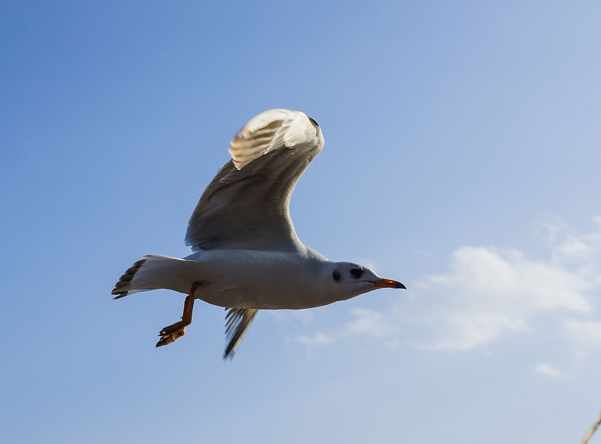 今年第一次去拍海鸥
