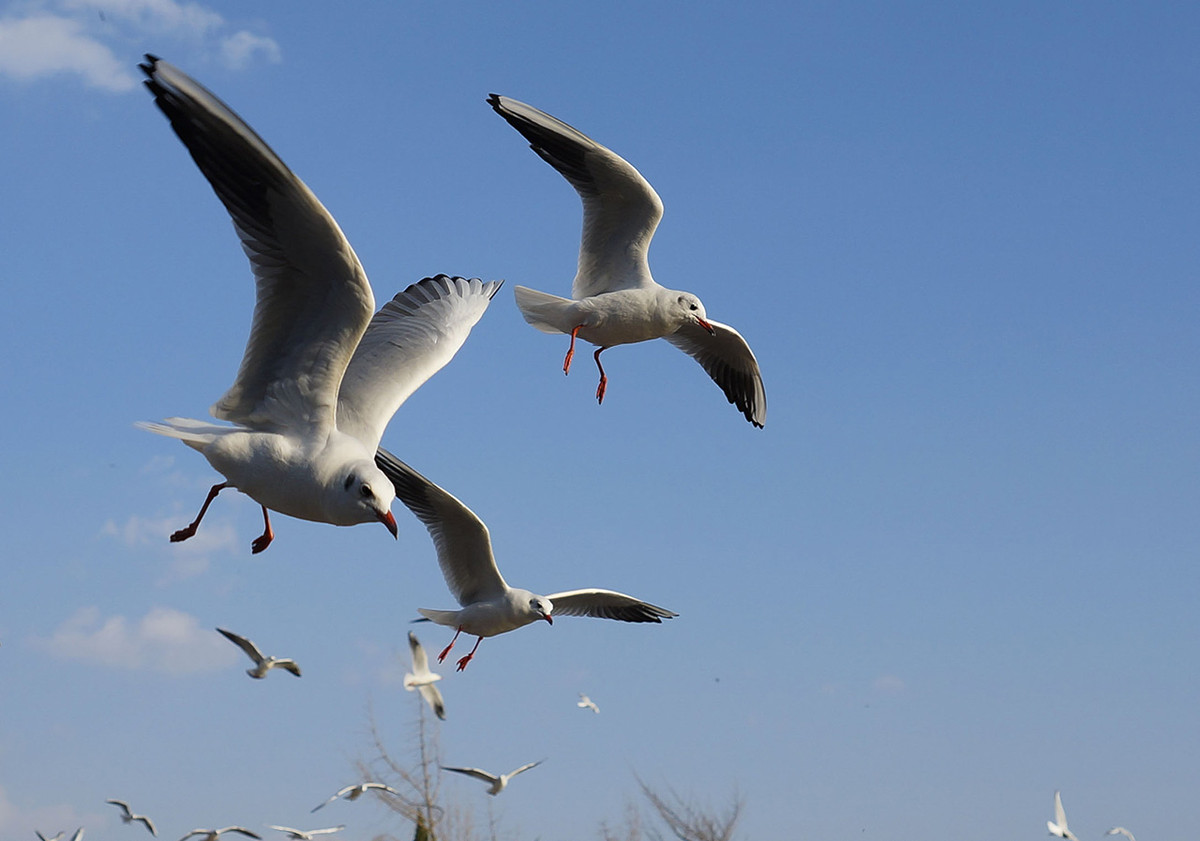 今年第一次去拍海鸥
