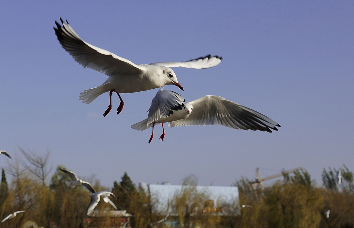 今年第一次去拍海鸥