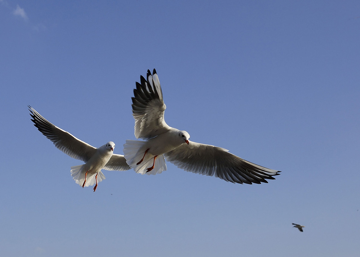 今年第一次去拍海鸥