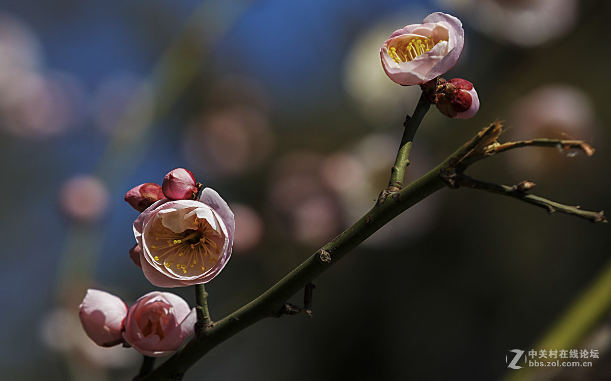 一组花12片
