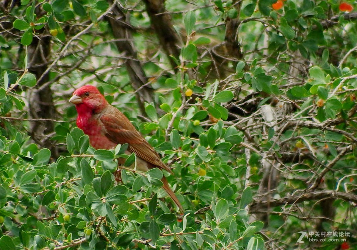 天山南坡的普通朱雀