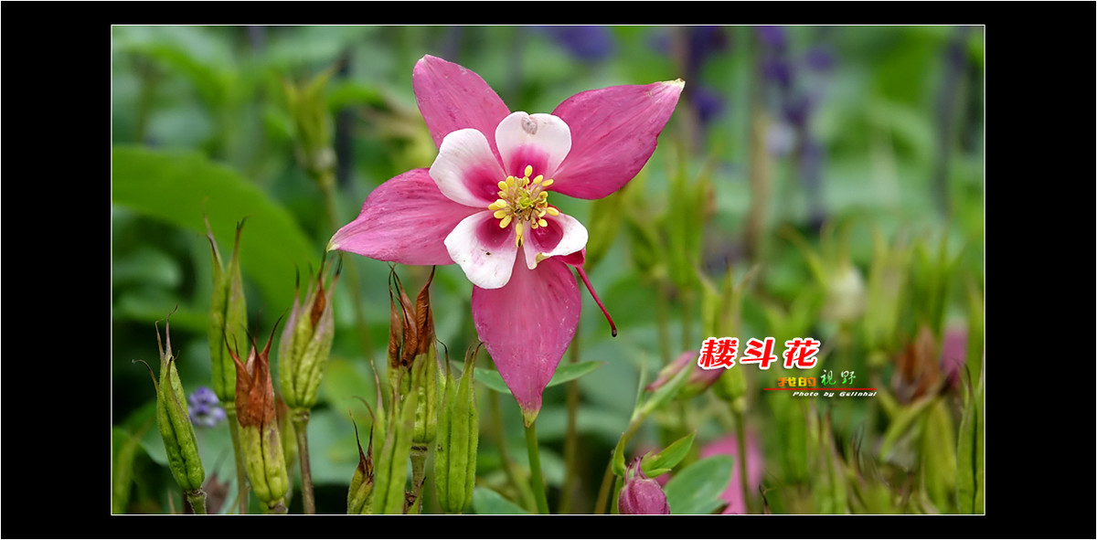 【我的视野】★ 耧斗花 ★