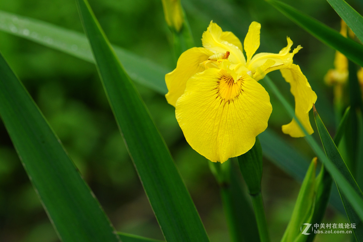 鸢尾花与黄水菖蒲