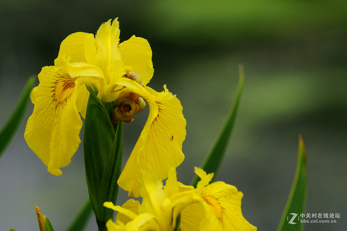 鸢尾花与黄水菖蒲