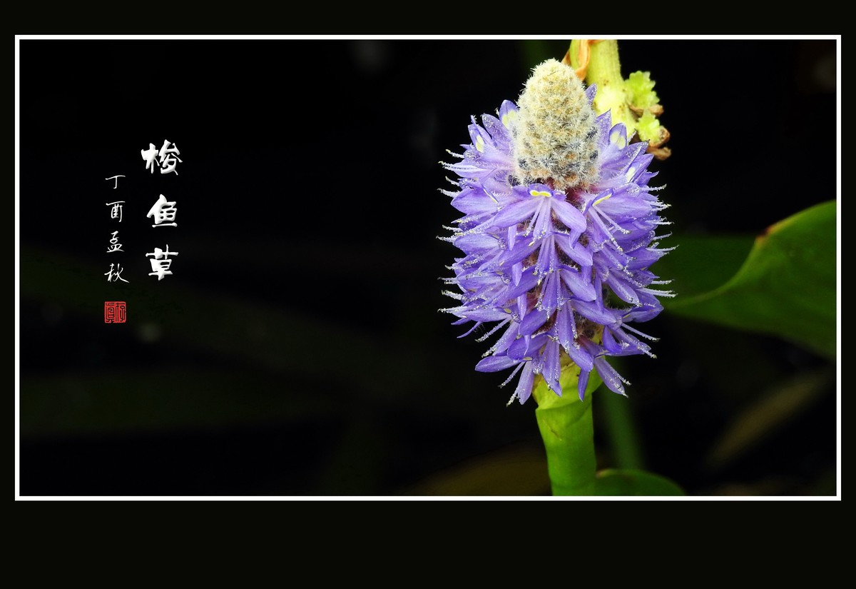 蓝色的水生花卉梭鱼草花