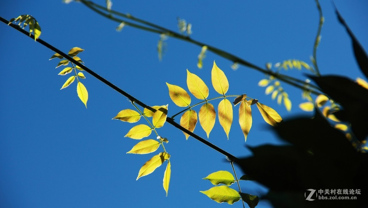 #佳能EOS M6-定格光影#阳光下的，沙滩浪花，小船和花朵，迷人的色彩难以忘怀。