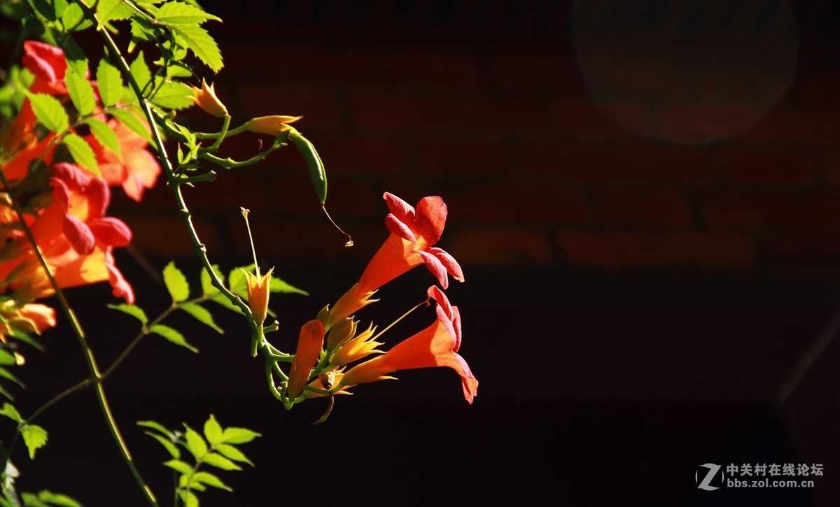 #佳能EOS M6-定格光影#阳光下的，沙滩浪花，小船和花朵，迷人的色彩难以忘怀。