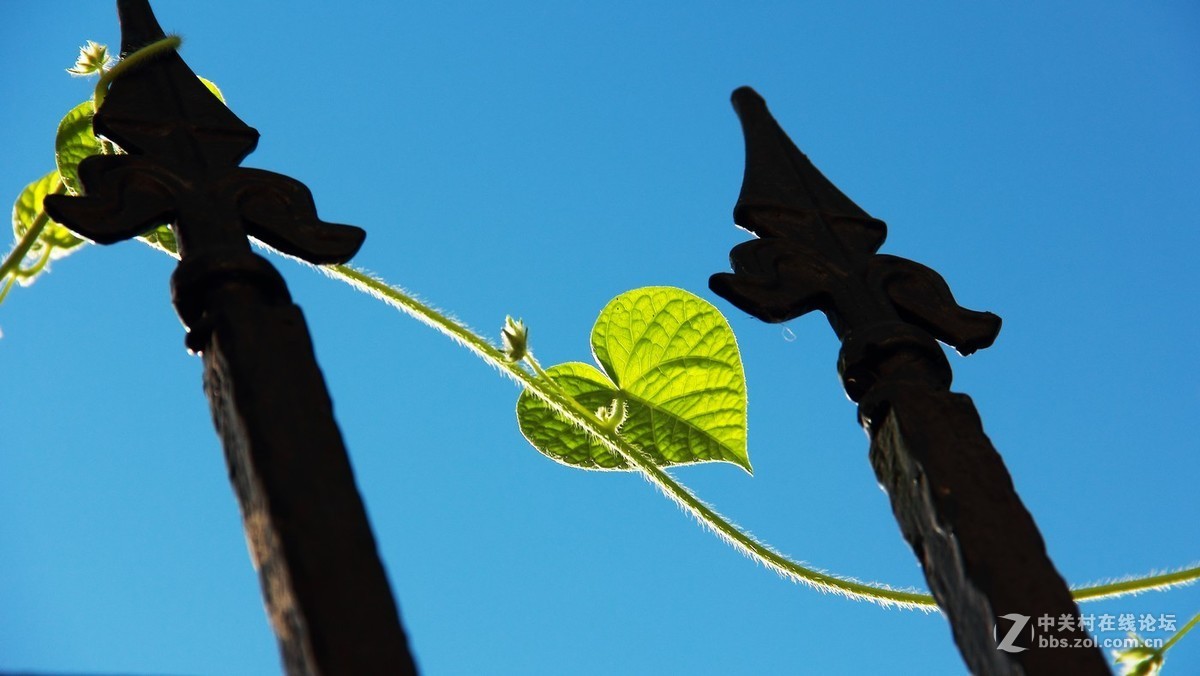 #佳能EOS M6-定格光影#阳光下的，沙滩浪花，小船和花朵，迷人的色彩难以忘怀。