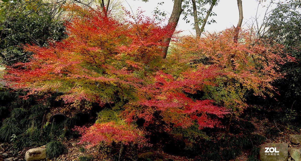恭贺老王玩摄影荣任天津星空(中国)版主