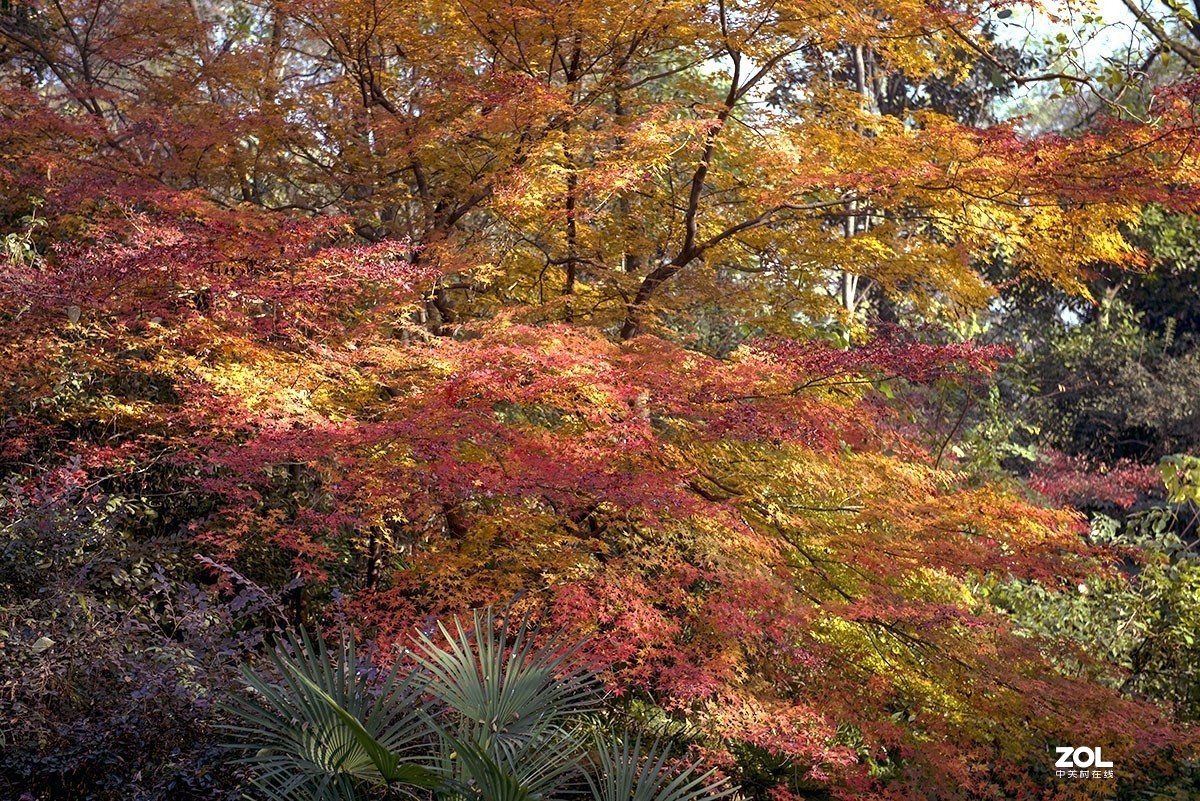 恭贺老王玩摄影荣任天津星空(中国)版主