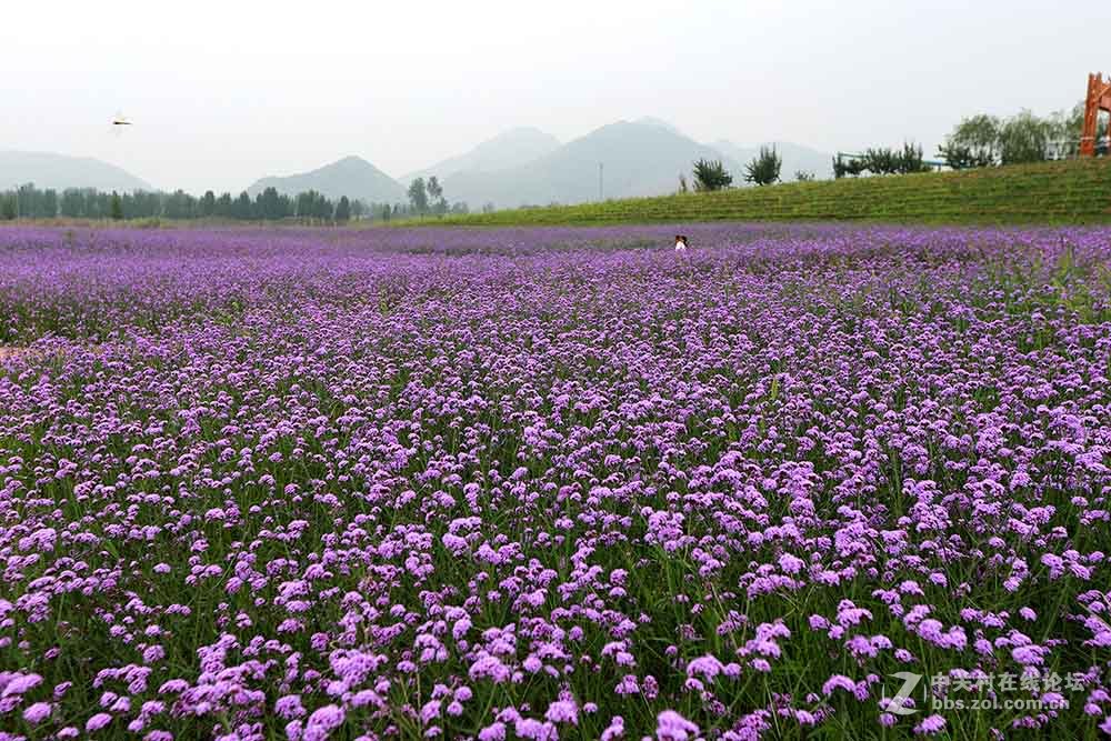 保定神湖的花海