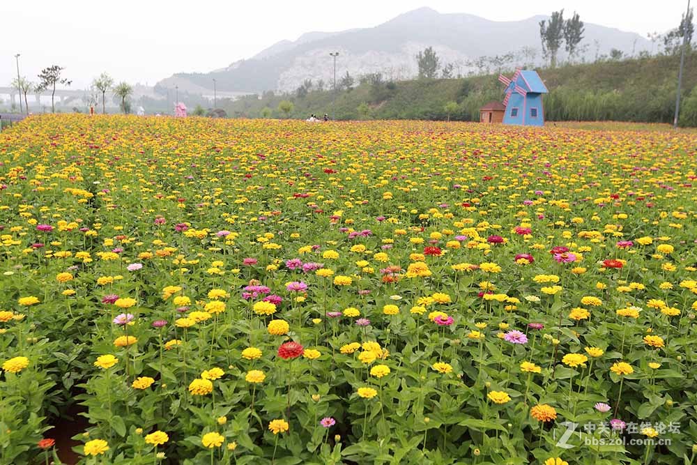 保定神湖的花海