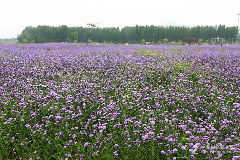 保定神湖的花海