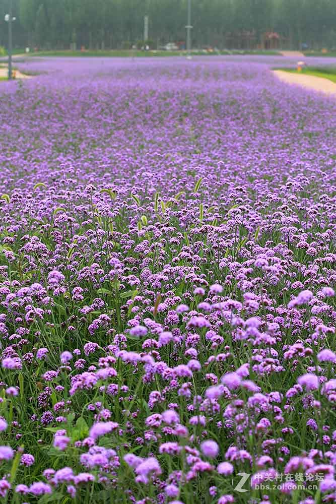 保定神湖的花海