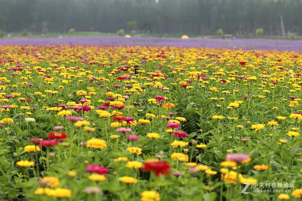 保定神湖的花海