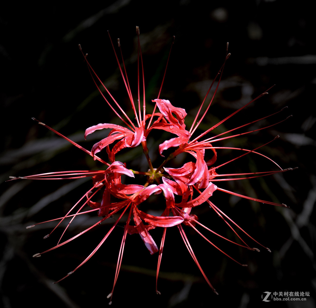 曼珠沙华（彼岸花）