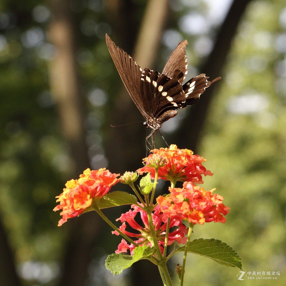 5DsR拍的蝴蝶（2）