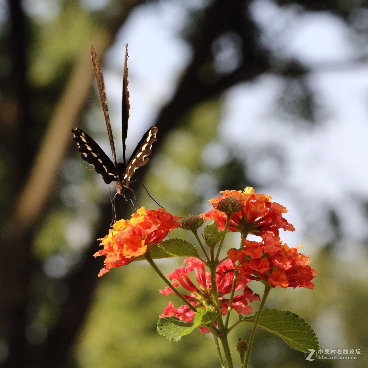 5DsR拍的蝴蝶（2）