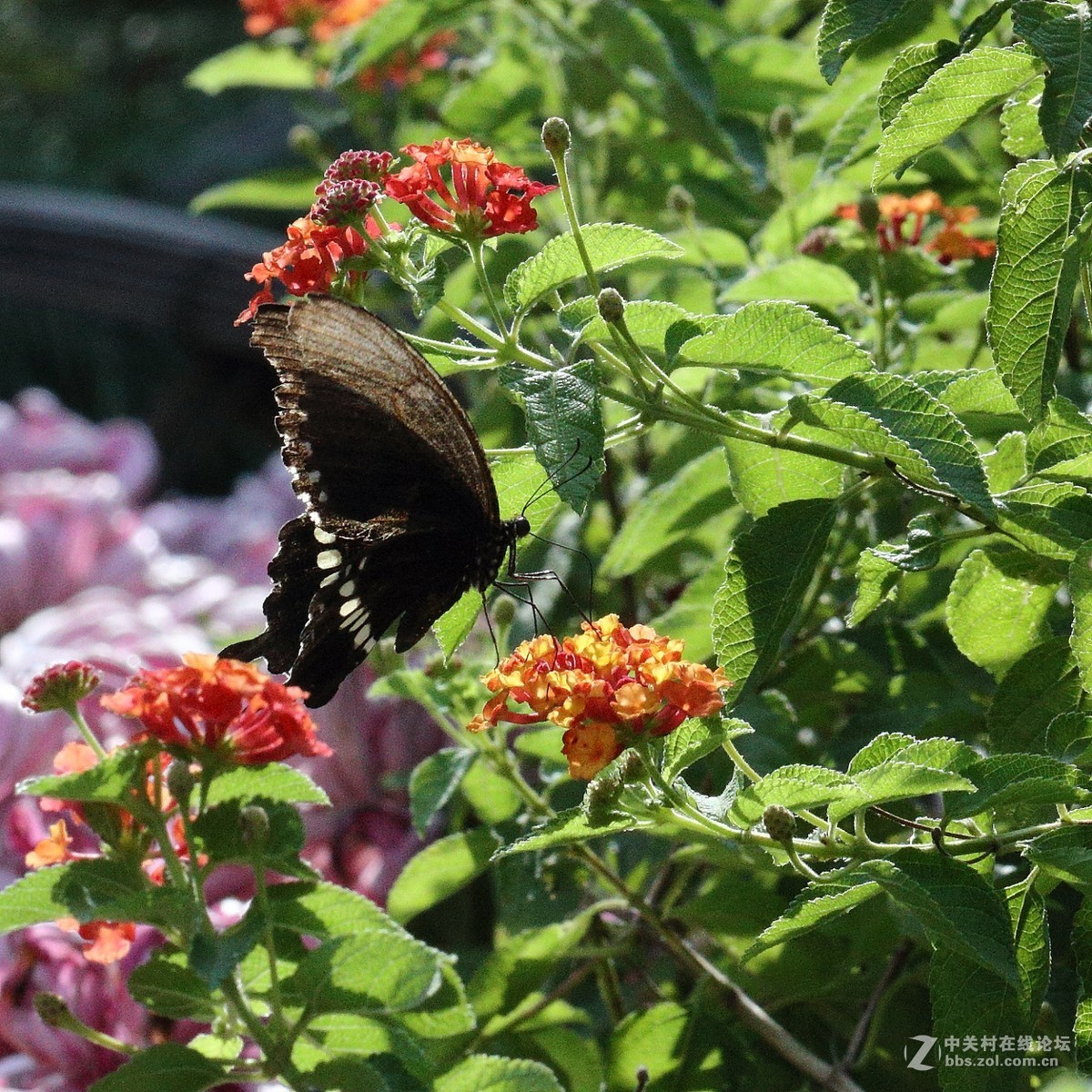 5DsR拍的蝴蝶（2）