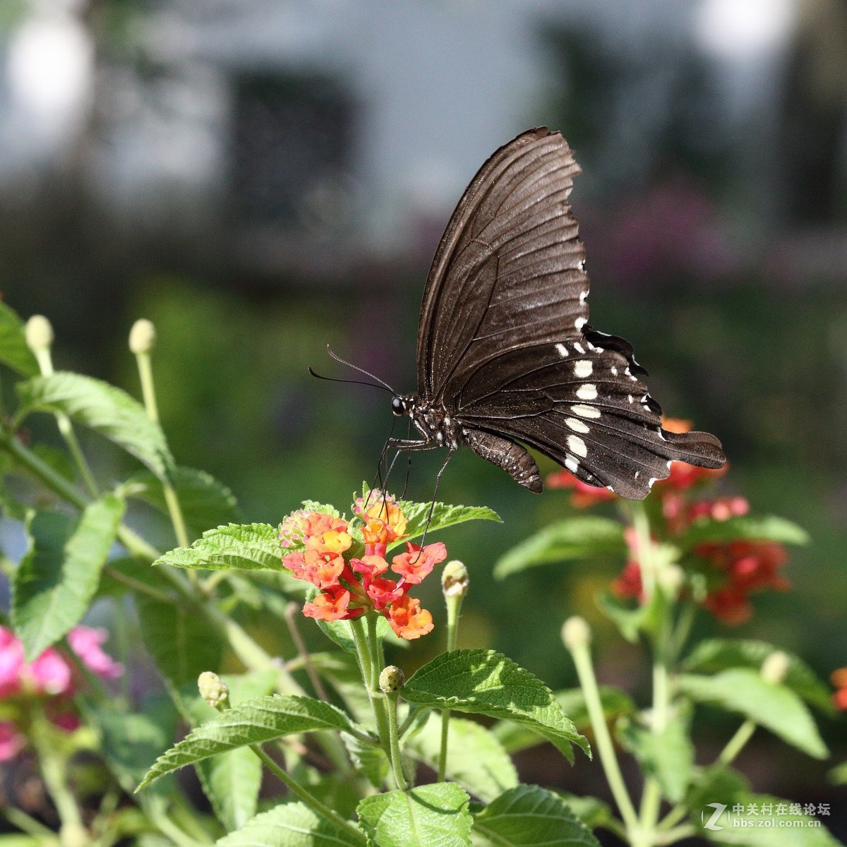 5DsR拍的蝴蝶（2）