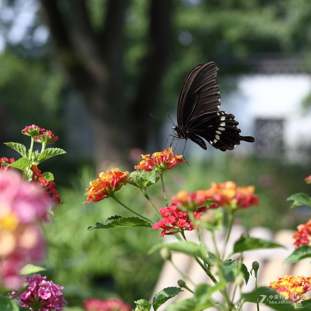 5DsR拍的蝴蝶（2）