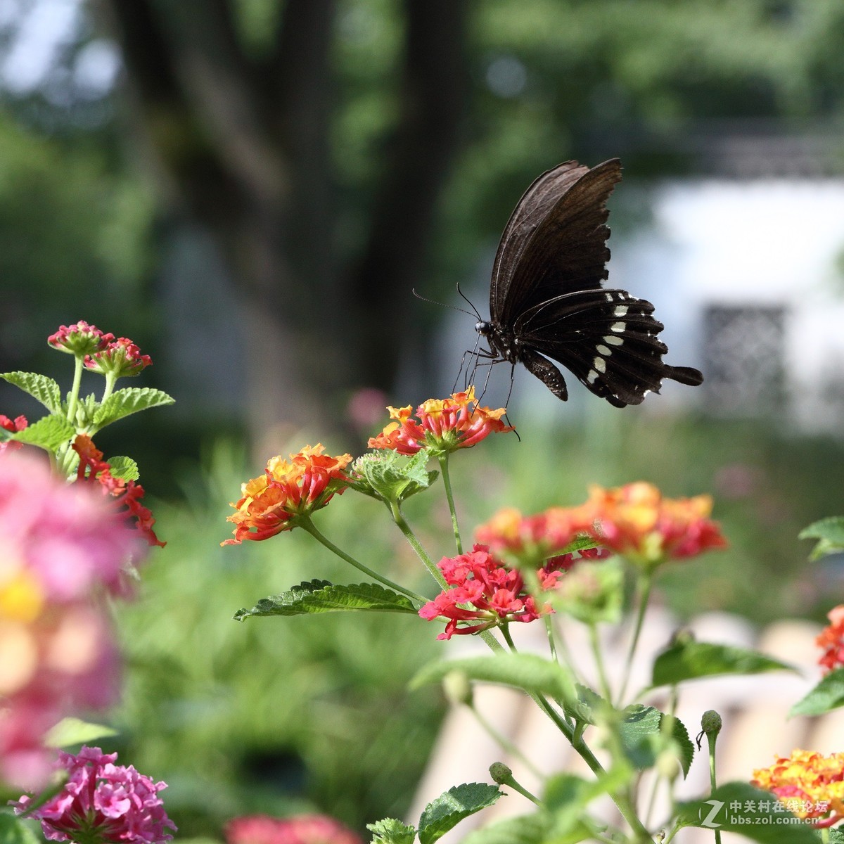 5DsR拍的蝴蝶（2）