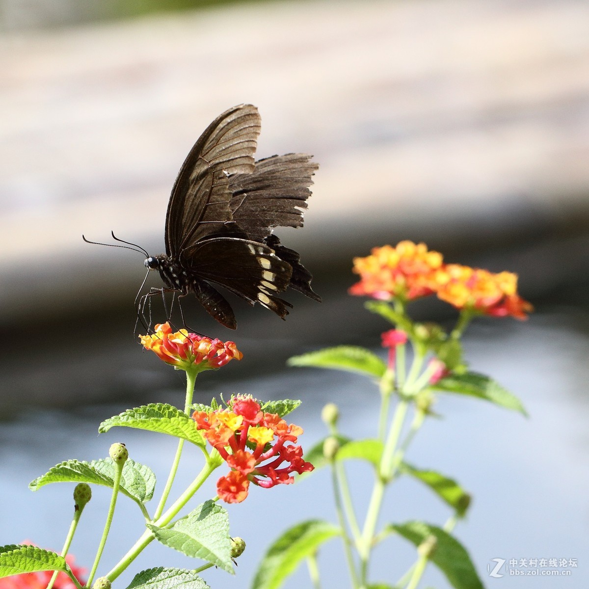 5DsR拍的蝴蝶（2）