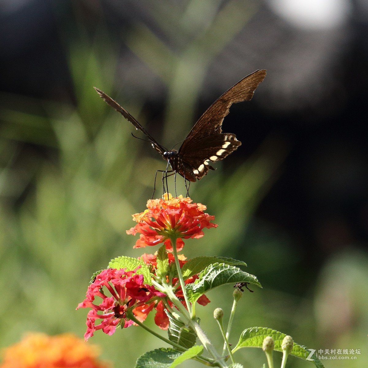 5DsR拍的蝴蝶（2）
