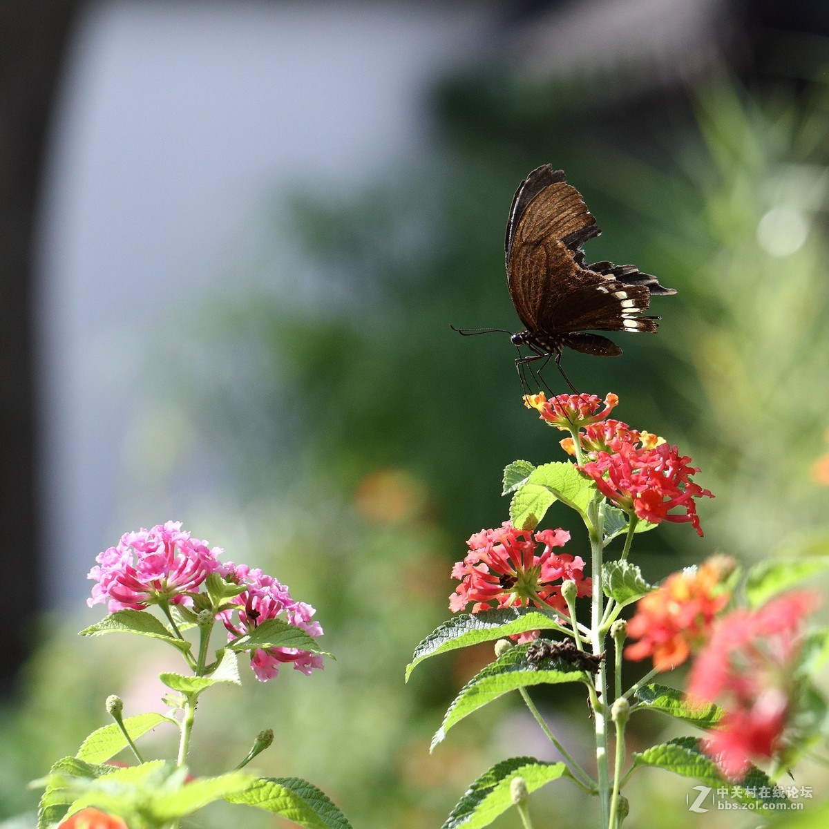 5DsR拍的蝴蝶（2）