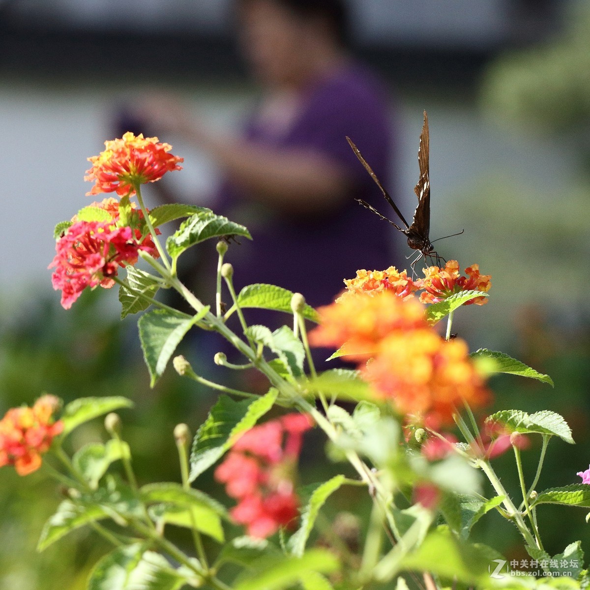 5DsR拍的蝴蝶（2）