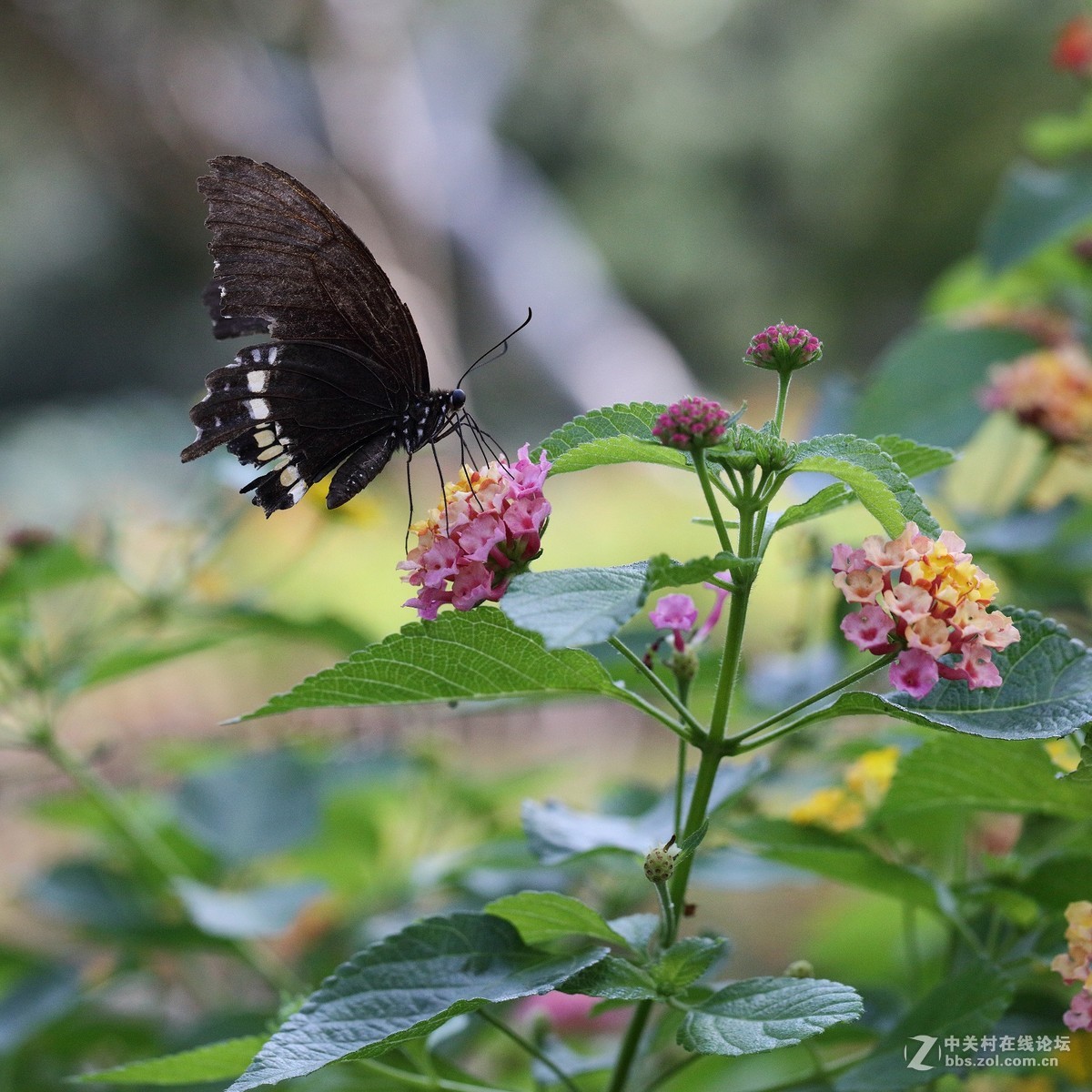 5DsR拍的蝴蝶（2）