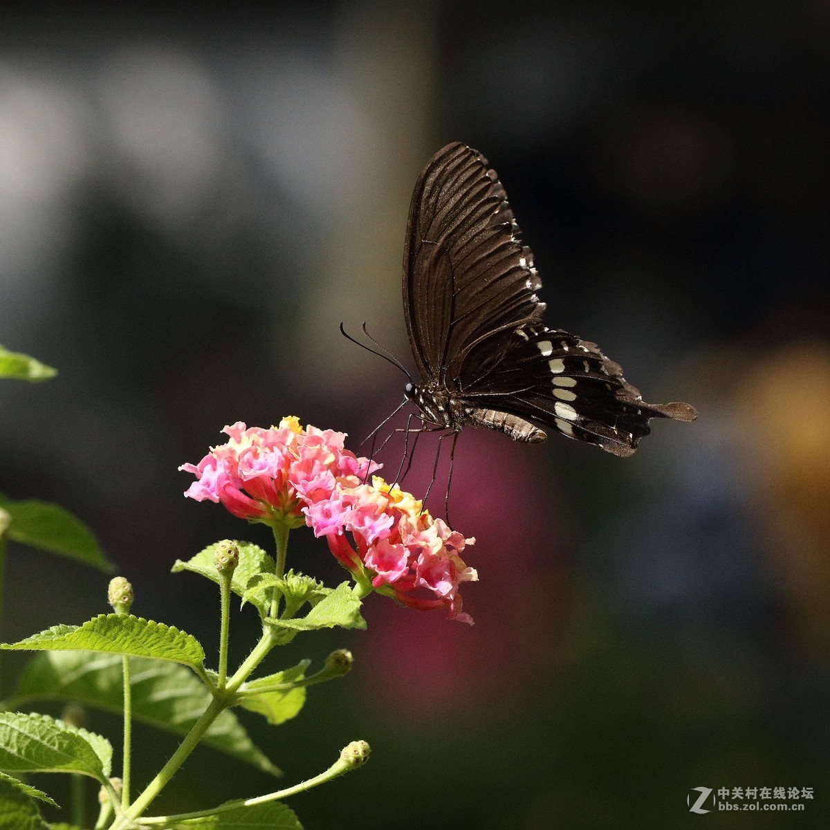 5DsR拍的蝴蝶（2）