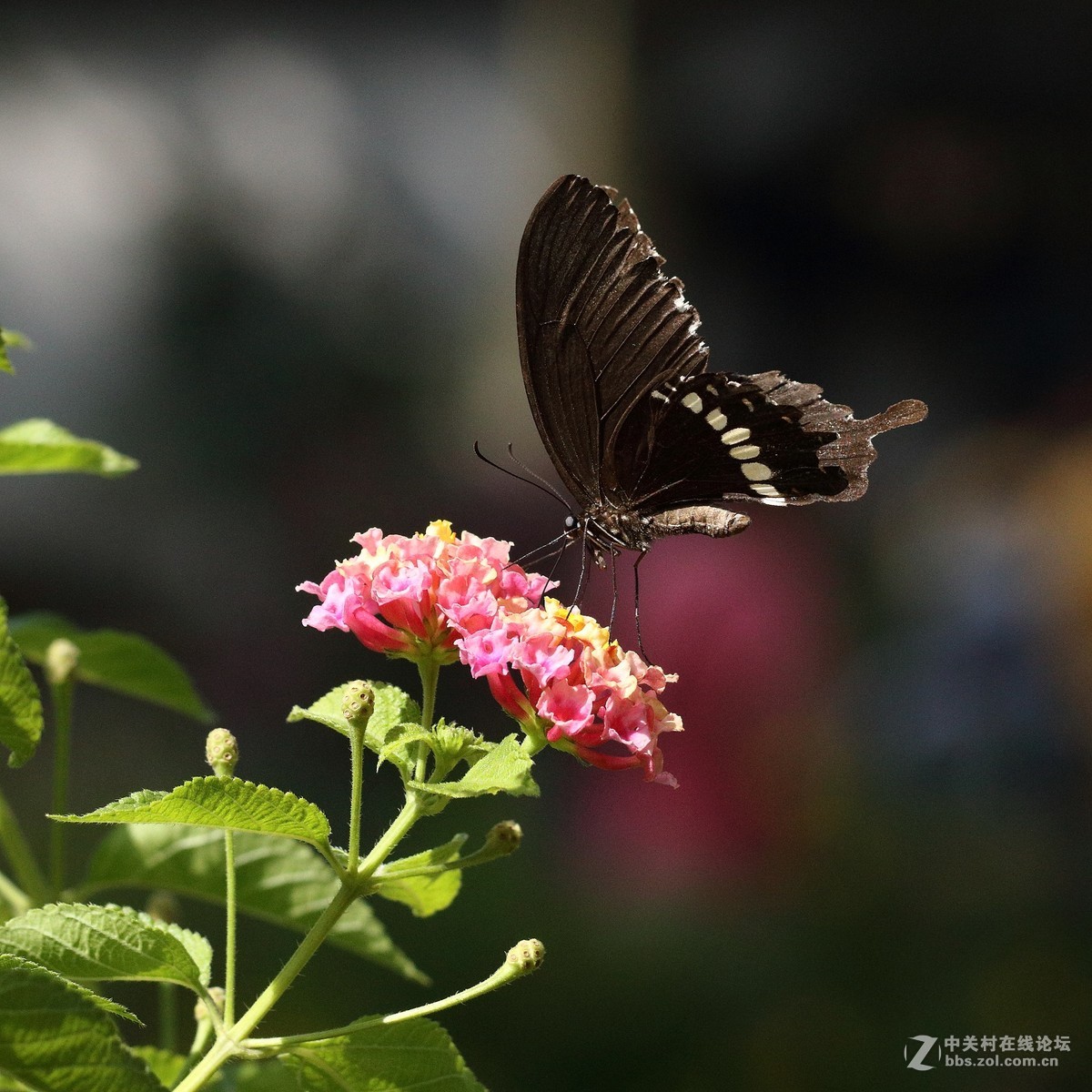 5DsR拍的蝴蝶（2）