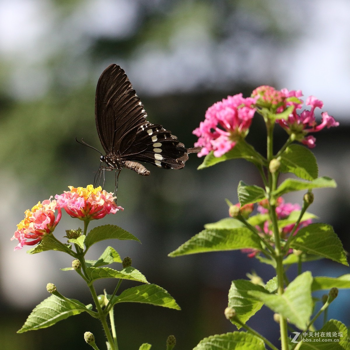 5DsR拍的蝴蝶（2）