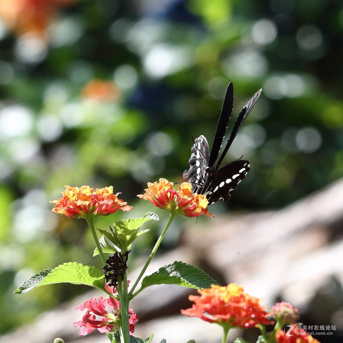 5DsR拍的蝴蝶（2）