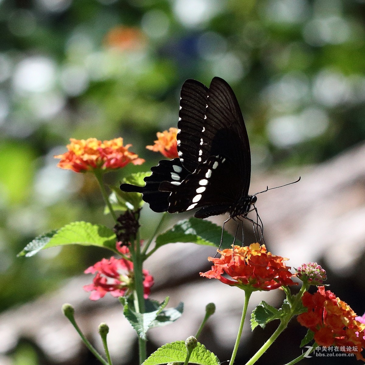 5DsR拍的蝴蝶（2）