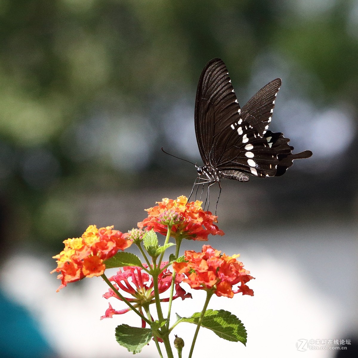 5DsR拍的蝴蝶（2）