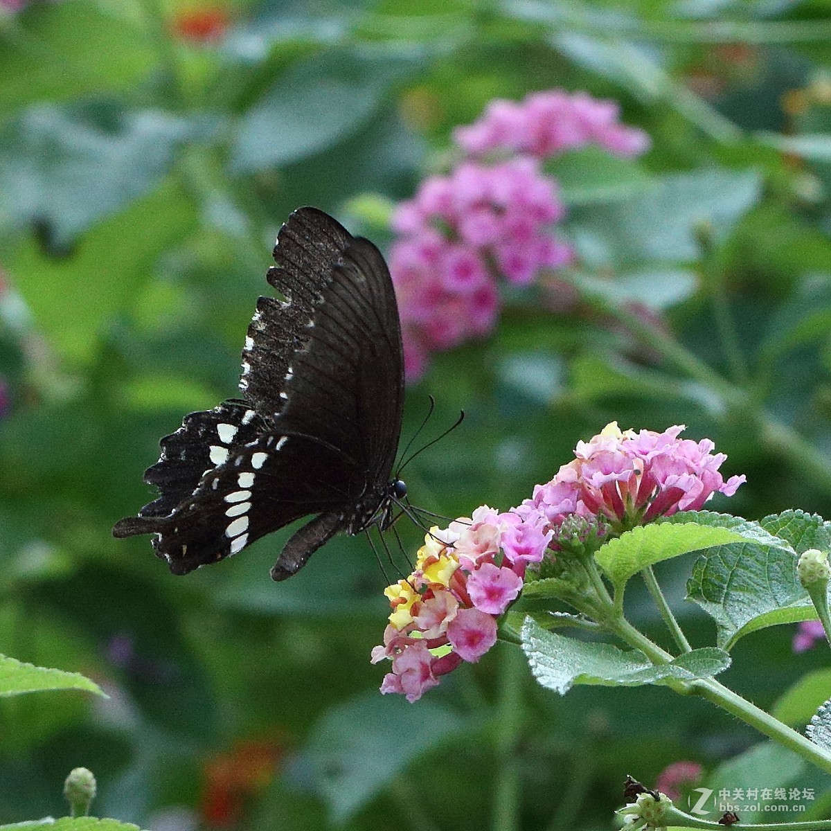 5DsR拍的蝴蝶（2）