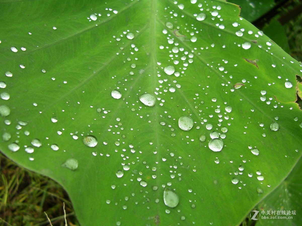 柯达c340试机随拍，请多指正