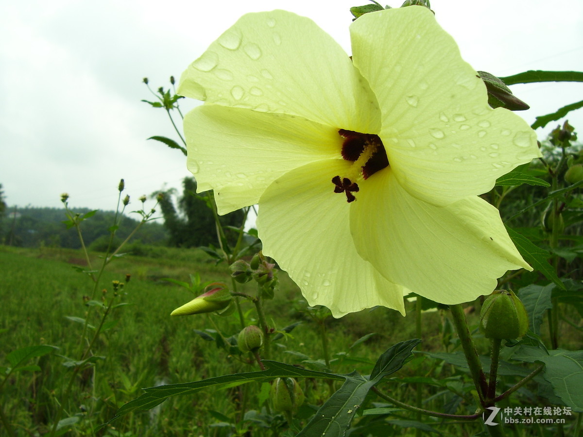 柯达c340试机随拍，请多指正