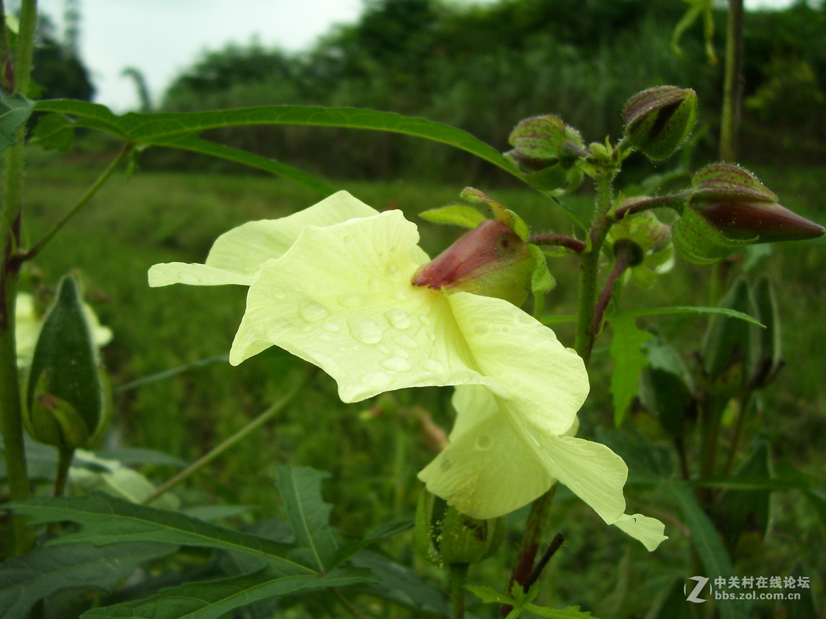 柯达c340试机随拍，请多指正