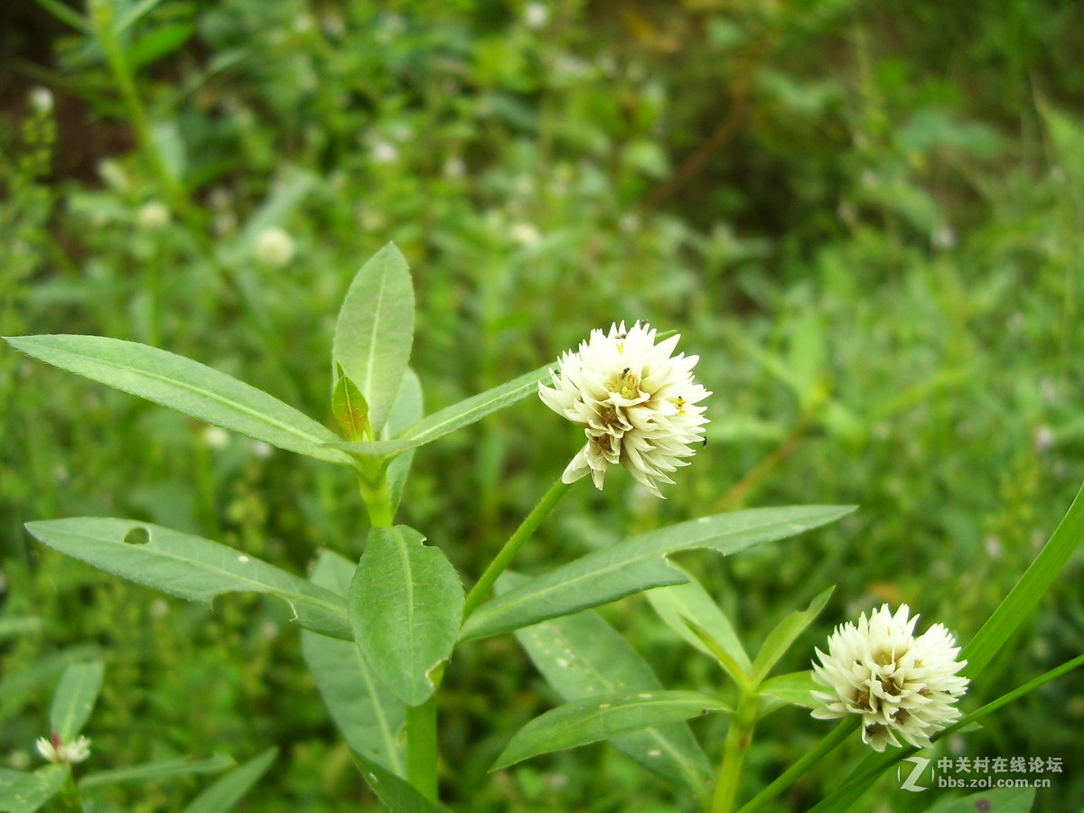 柯达c340试机随拍，请多指正
