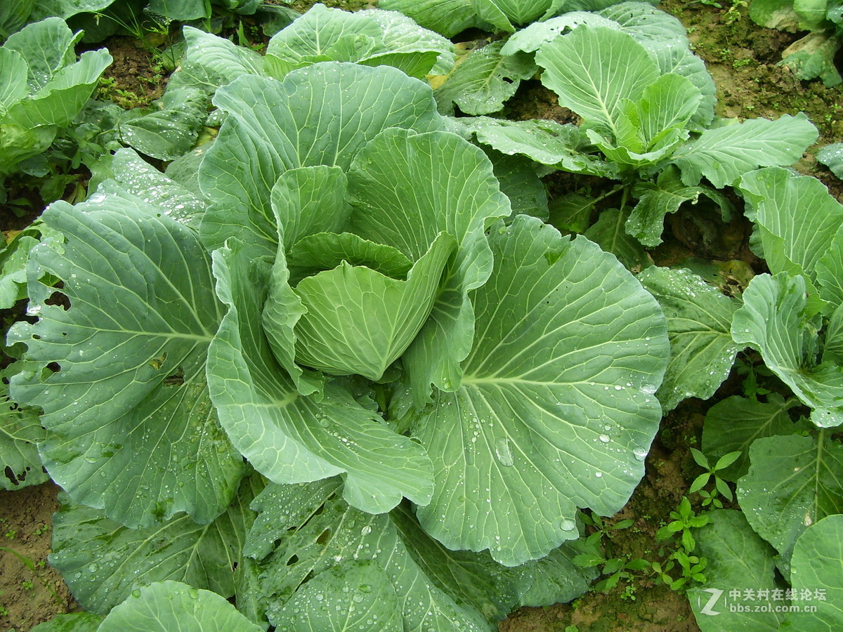 柯达c340试机随拍，请多指正